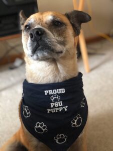 A Brown Fur Dog in a Proud PSU Puppy Bandana Collar Copy