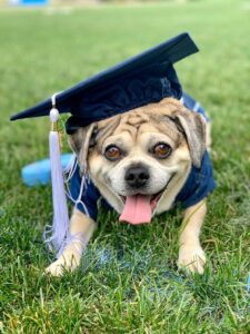 A Brown Dog in a Graduation Cap Copy