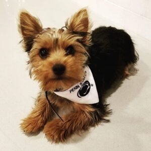 Black and Brown Fur Dog With White Bandana Collar Copy