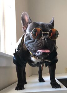 A Black Color Bull Dog With Round Shades Copy