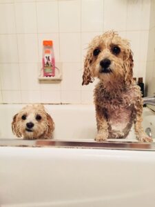 Two Brown Furry Puppies in a Bathtub Copy