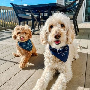 A pair of dogs sitting in the sun