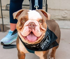 A dog with a bandana around his neck