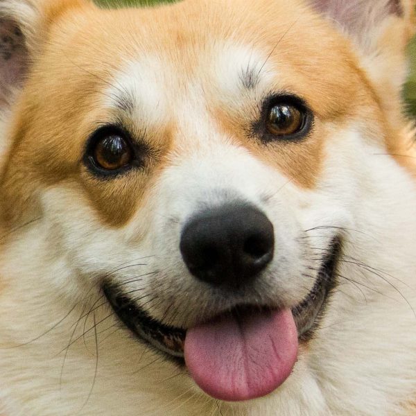 Close up of a dog's face